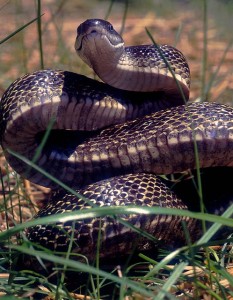 Black_rat_snake.sized_-233x300