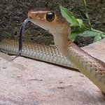 Snake-150x150