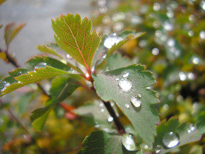 Rain on leaves
